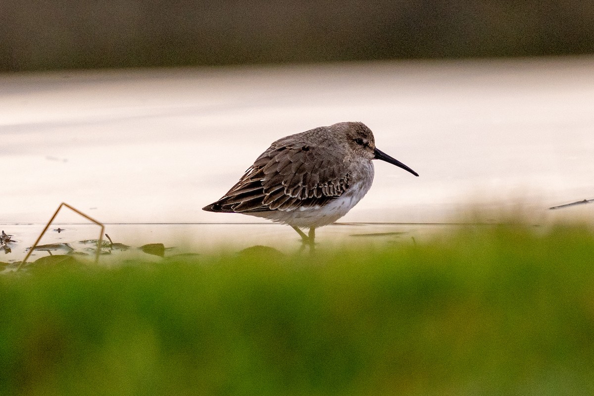 Dunlin - ML646634088