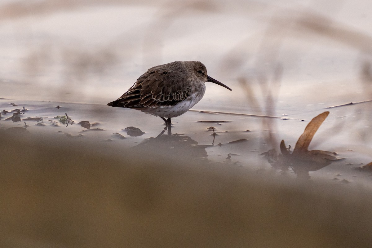Dunlin - ML646634089