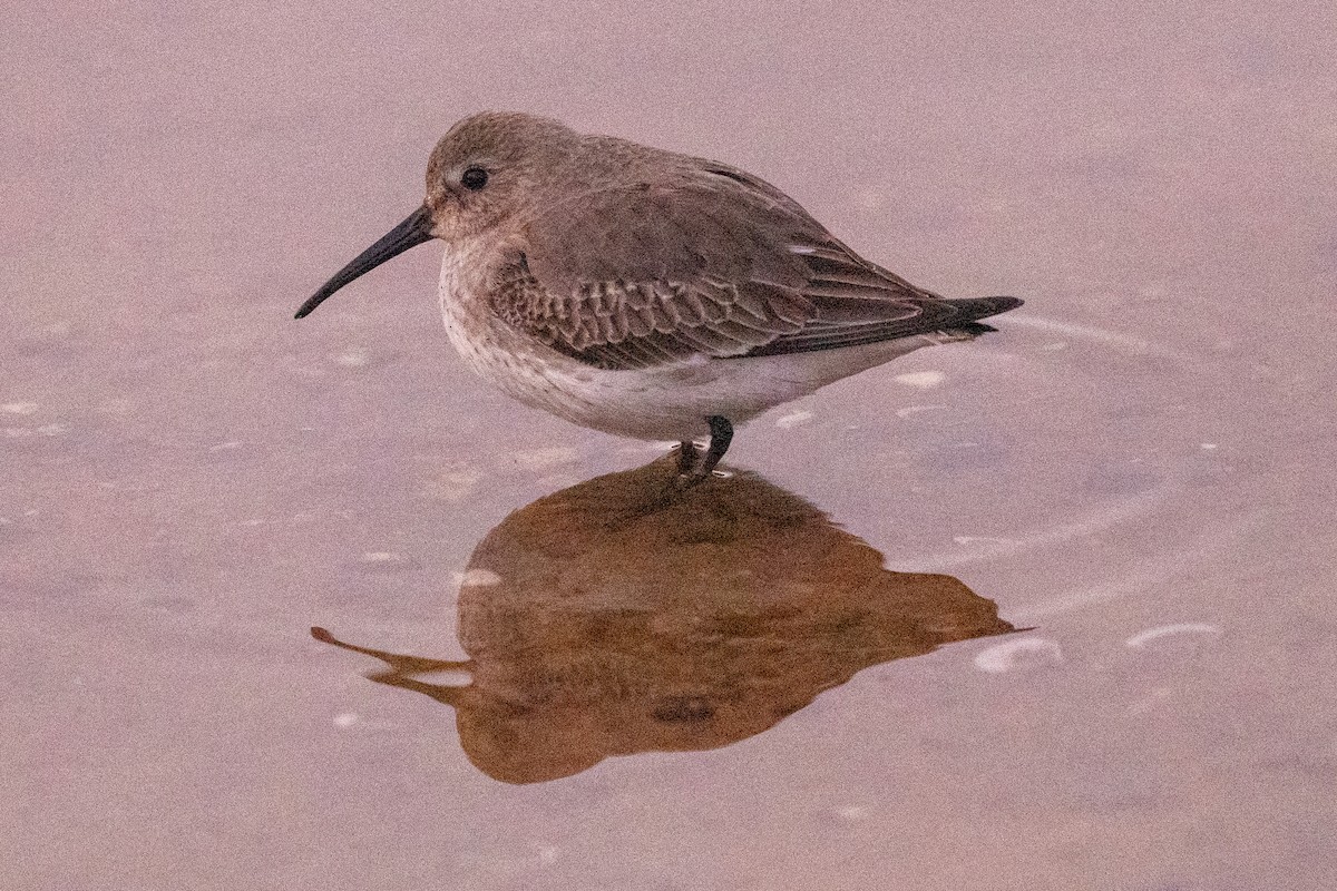 Dunlin - ML646634090