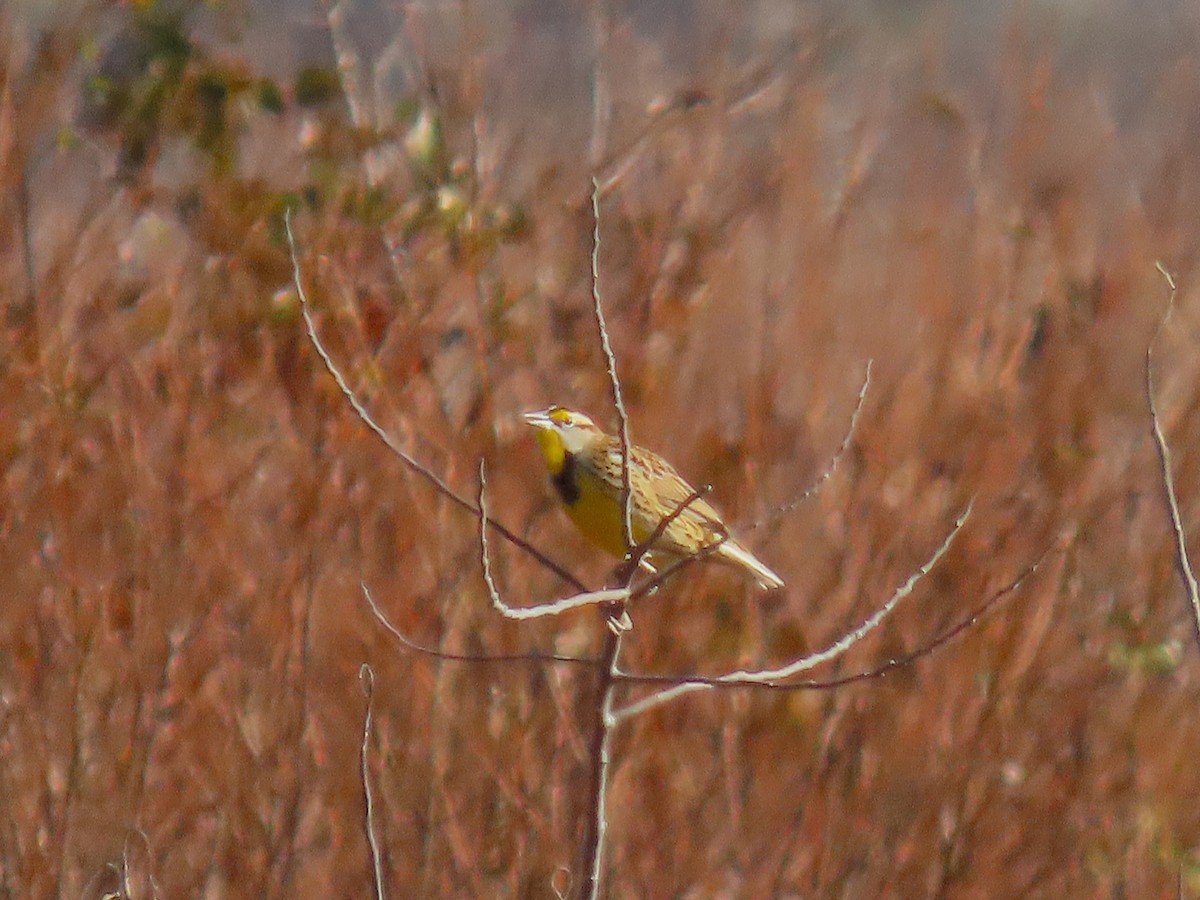 Eastern Meadowlark - ML646634092
