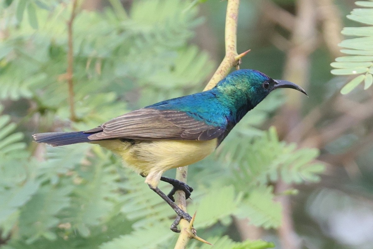 Variable Sunbird - ML646634094