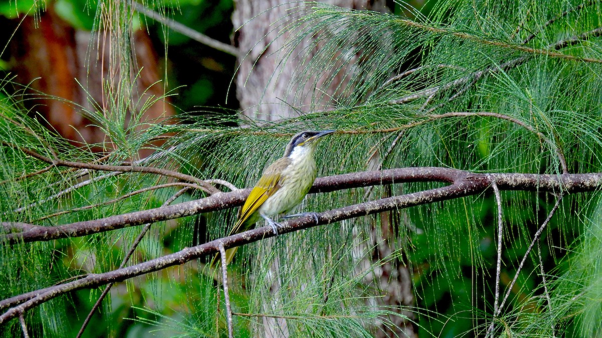 Varied Honeyeater - ML646634095
