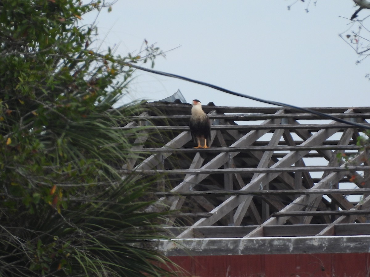Crested Caracara - ML646634100