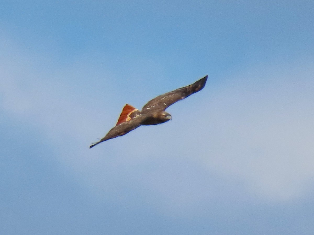 Red-tailed Hawk - ML646634101