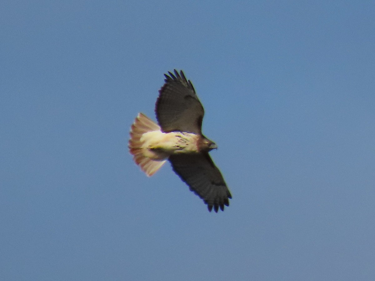 Red-tailed Hawk - ML646634102
