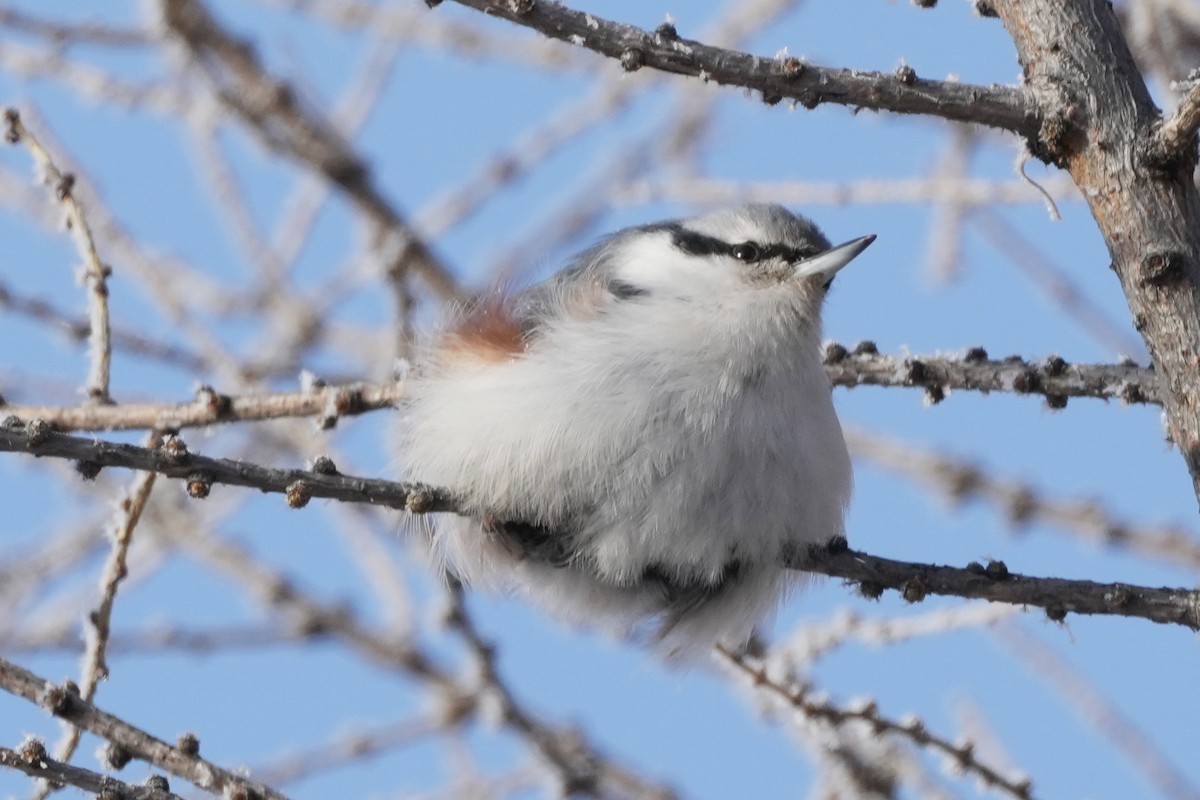 Повзик звичайний - ML646634104