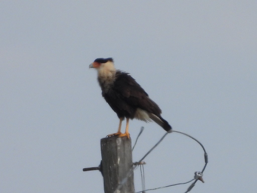 Crested Caracara - ML646634108