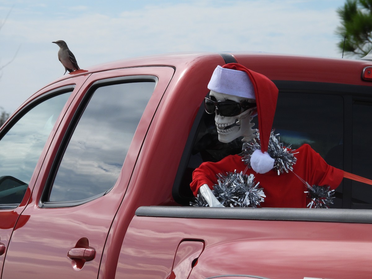 Northern Mockingbird - ML646634119