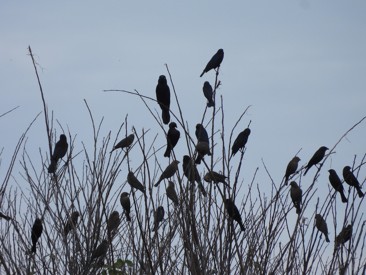 Brown-headed Cowbird - ML646634121