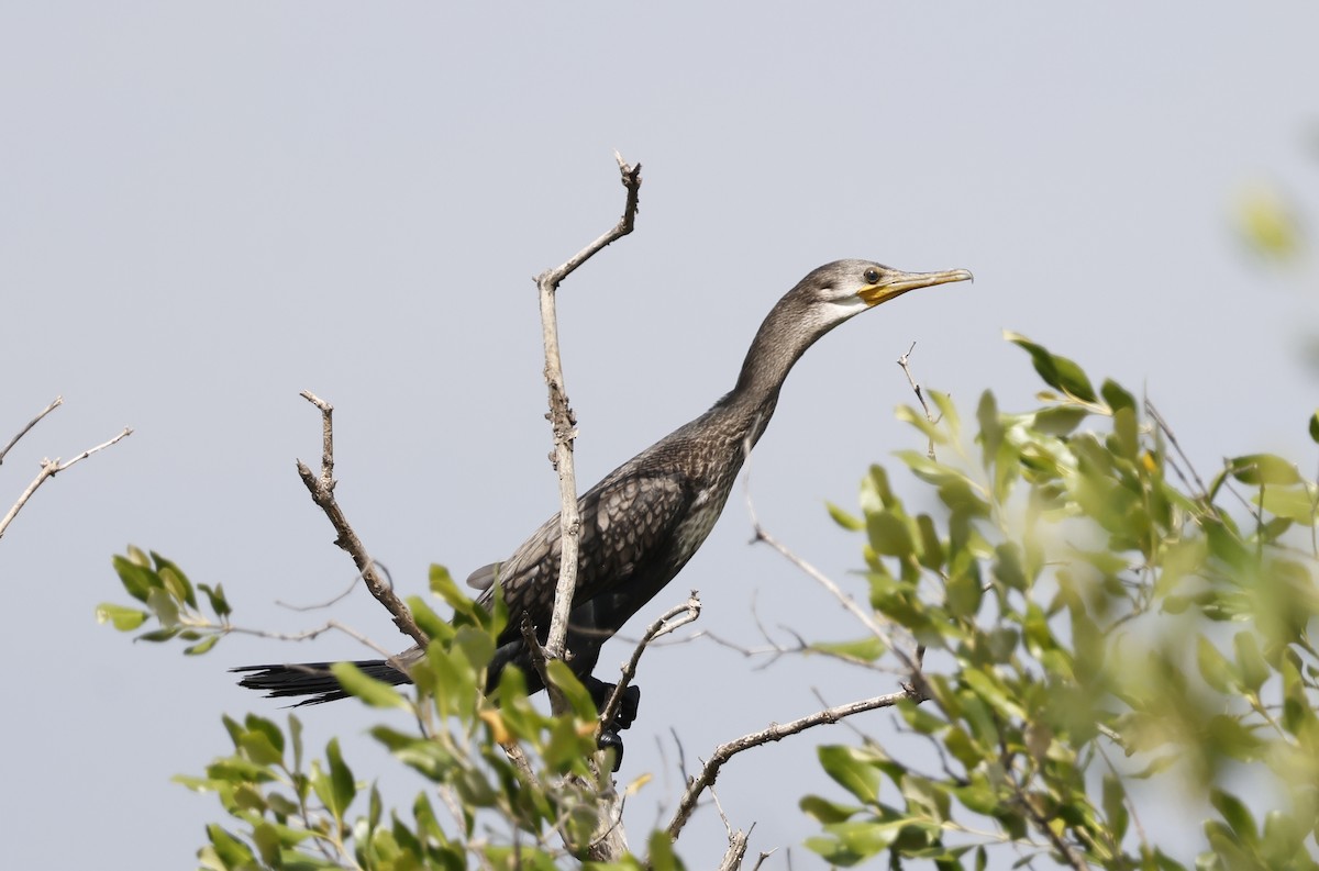 Cormorán Indio - ML646634122