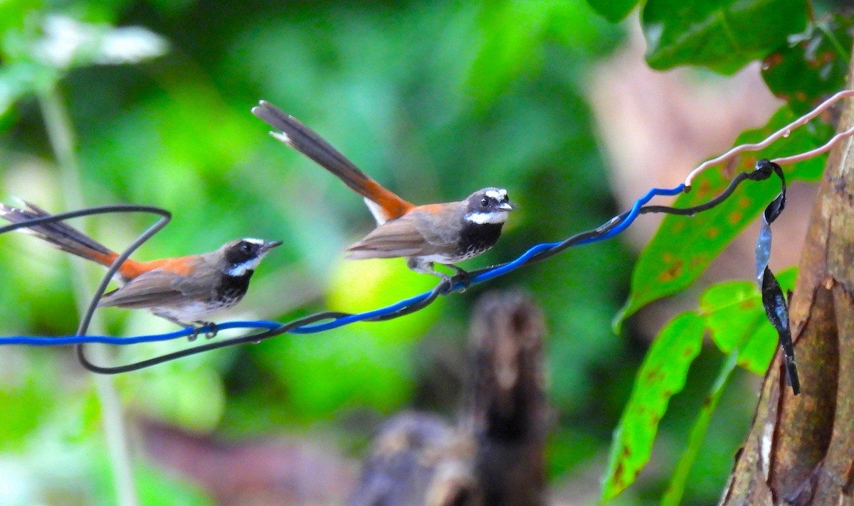 Supertramp Fantail - ML646634124