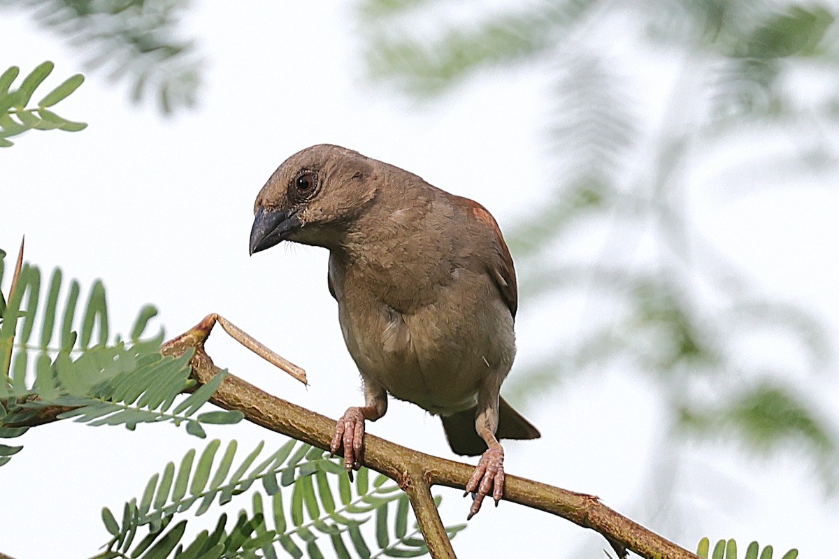 Northern Gray-headed Sparrow - ML646634125