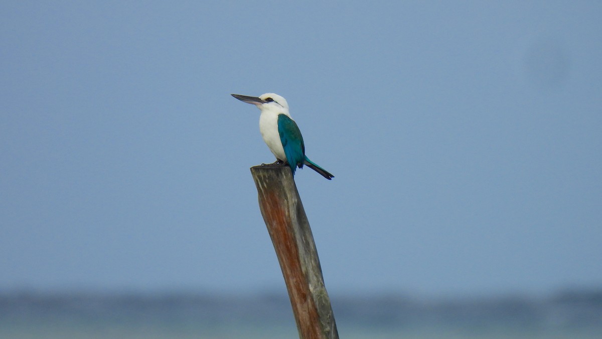 Kumsal Yalıçapkını (saurophagus) - ML646634126