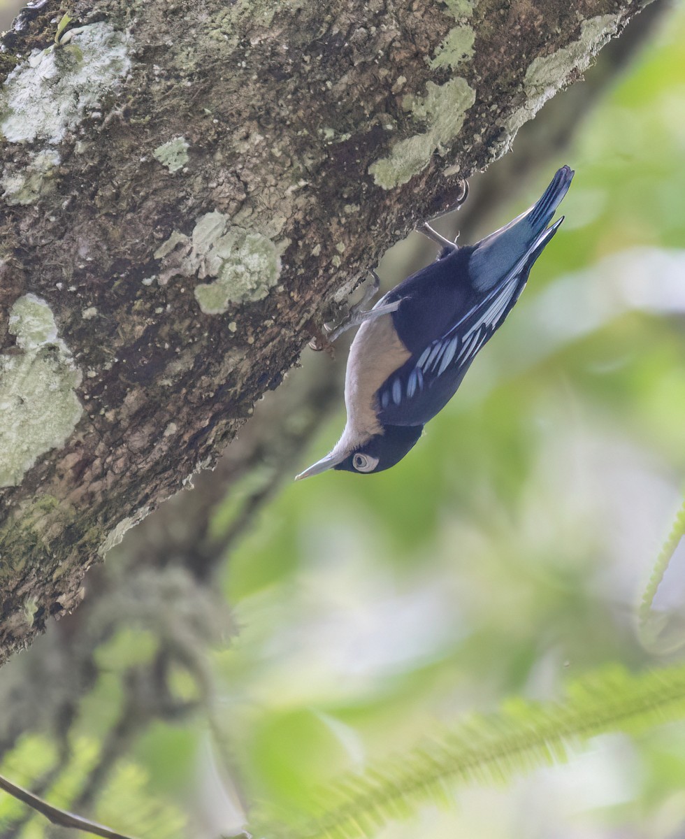 Blue Nuthatch - ML646634127