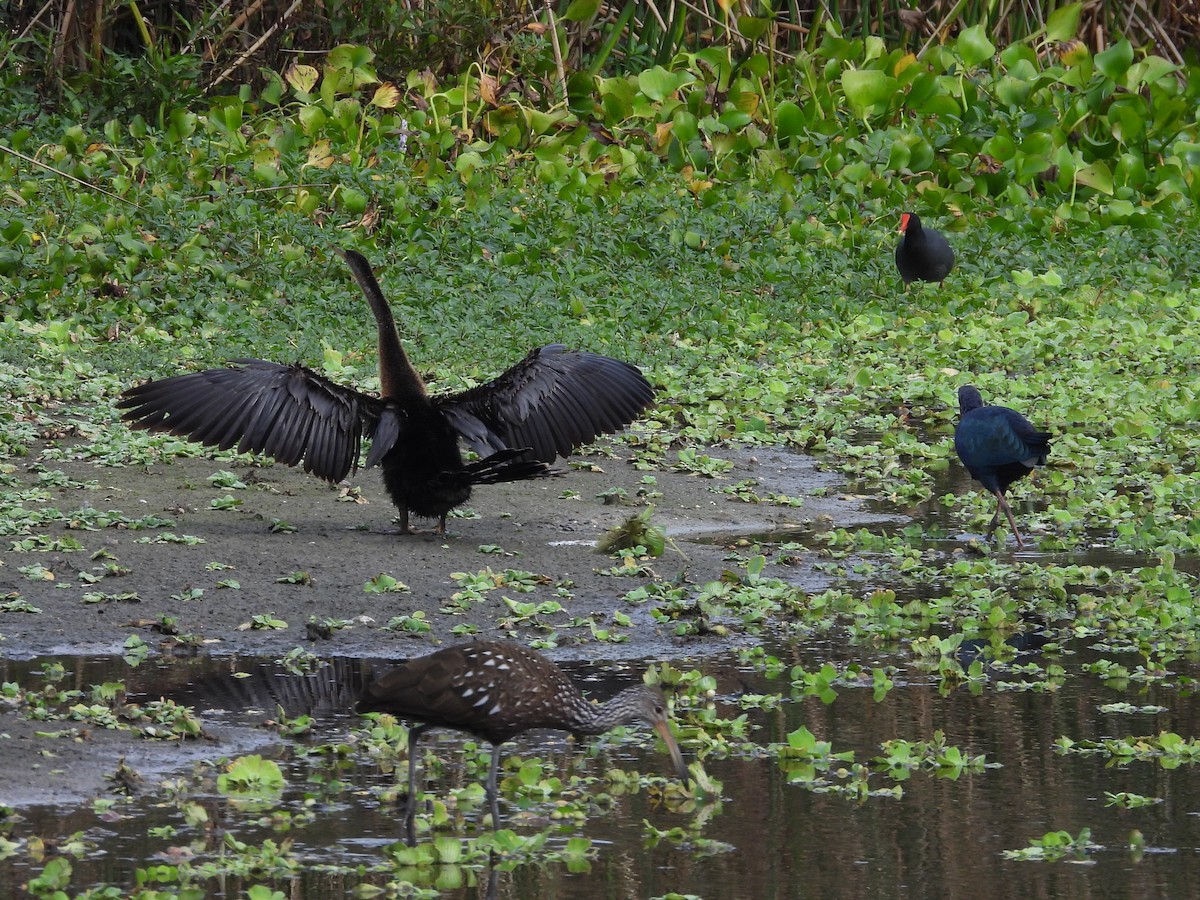 Anhinga - ML646634128
