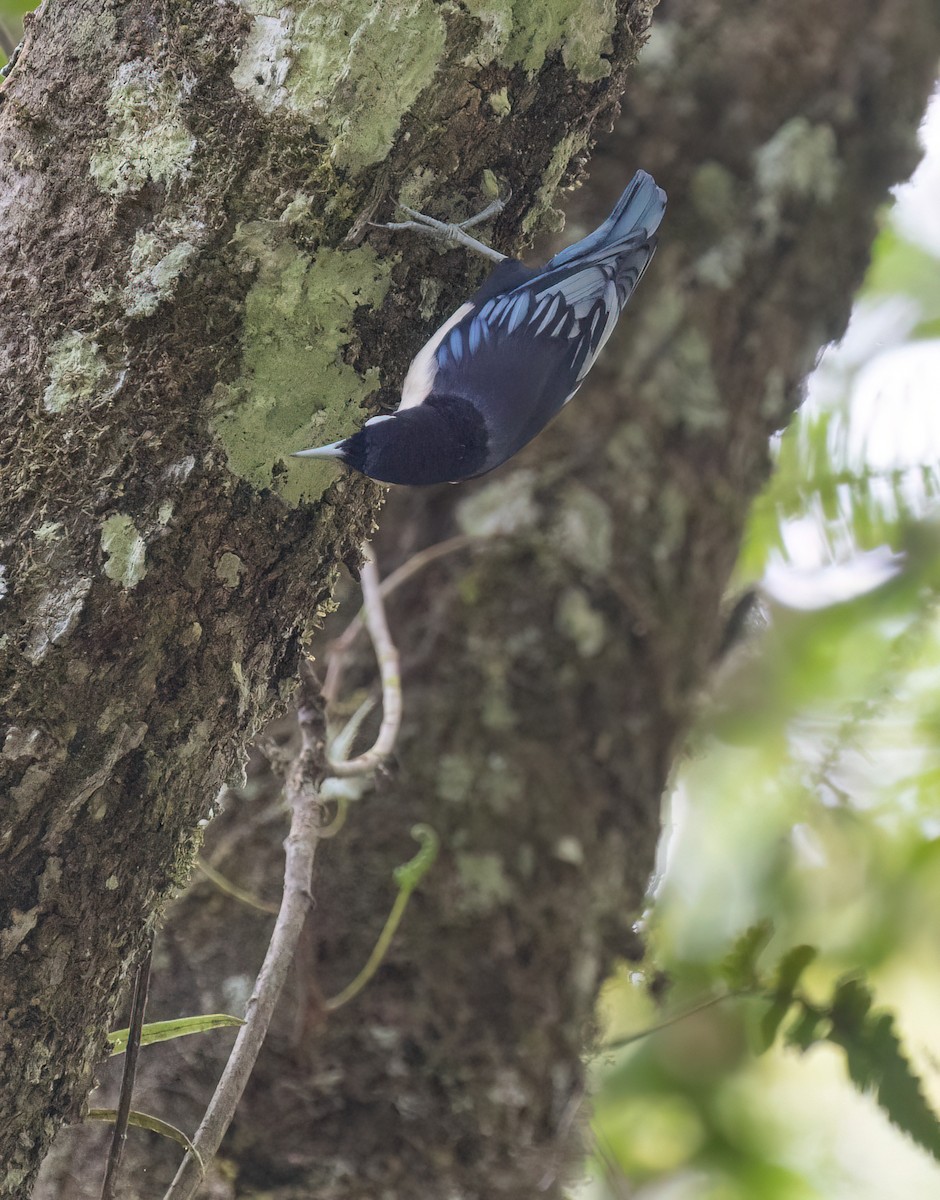 Blue Nuthatch - ML646634129