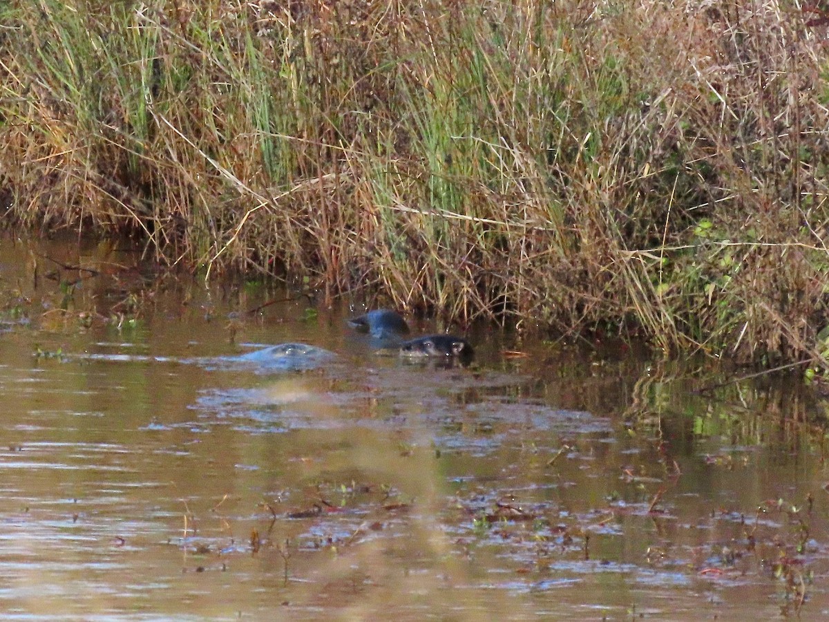 Mammals - ML646634130