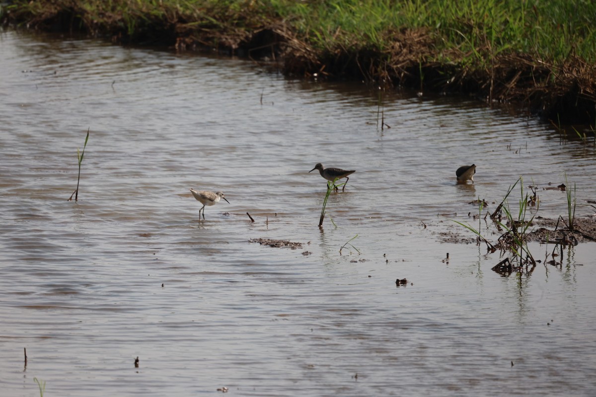 Teichwasserläufer - ML646634131