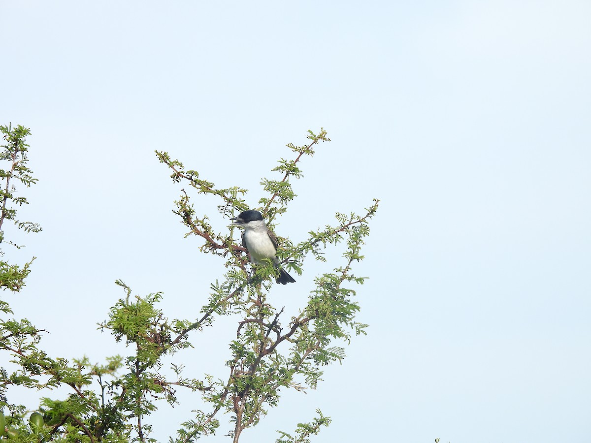 White-naped Xenopsaris - ML646634132