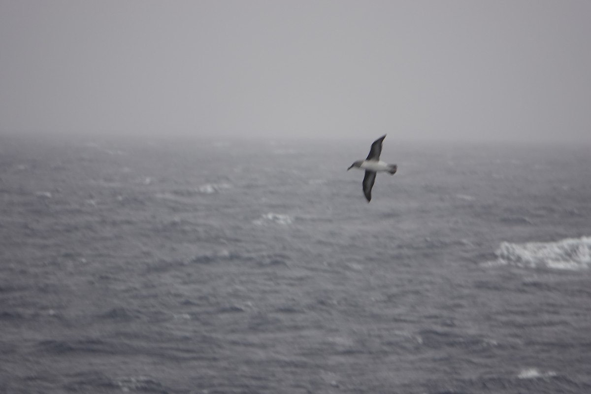 Gray-headed Albatross - ML646634134