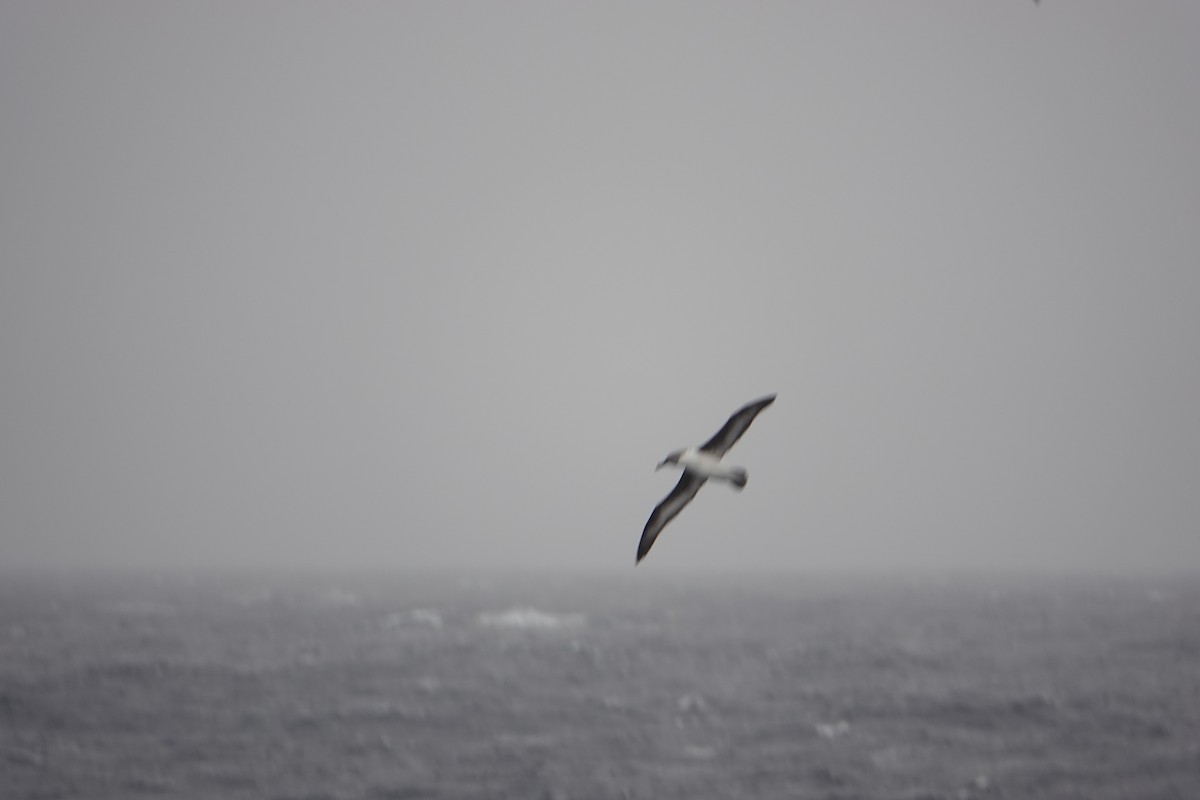 Gray-headed Albatross - ML646634135
