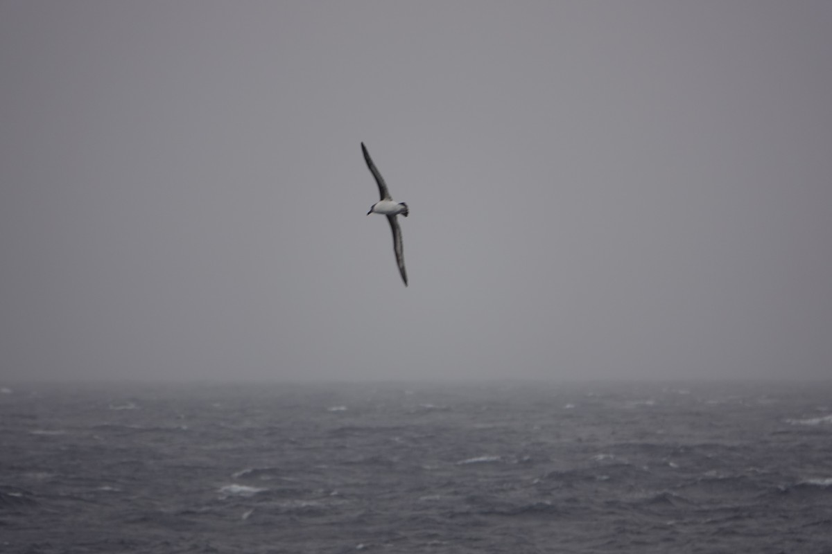 Gray-headed Albatross - ML646634136