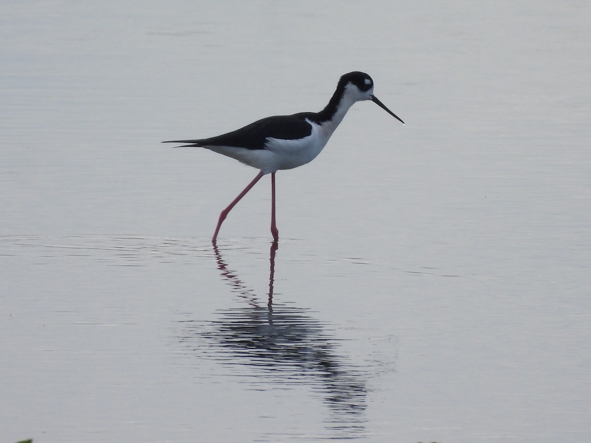 Black-necked Stilt - ML646634137