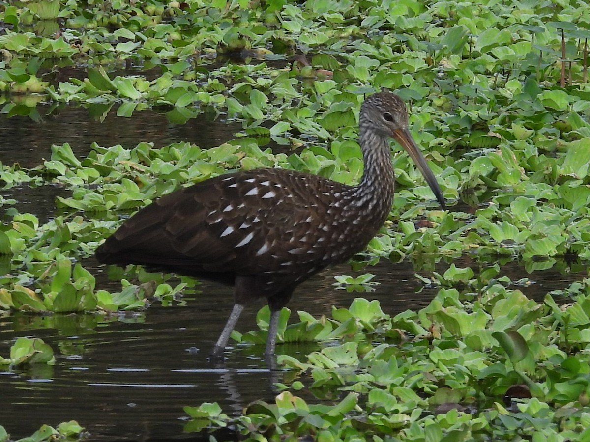 Limpkin - ML646634139