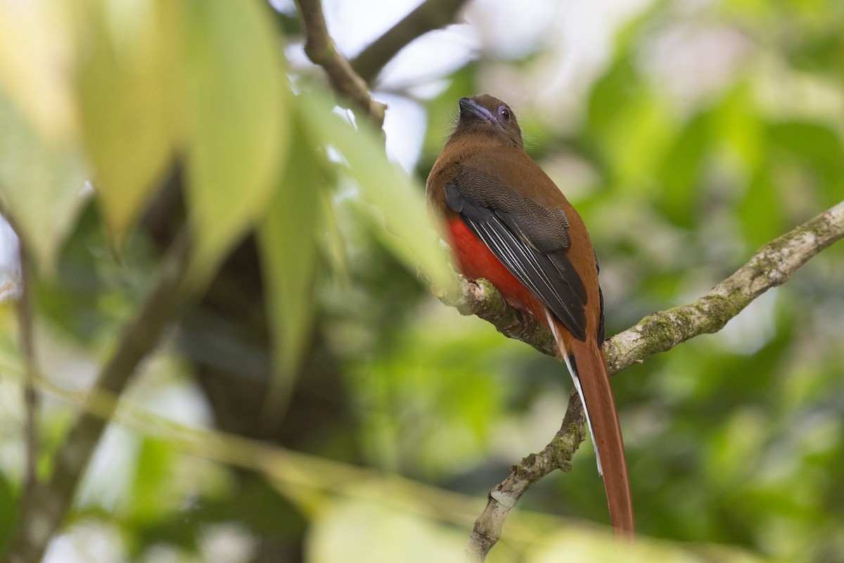 ズアカキヌバネドリ - ML646634140