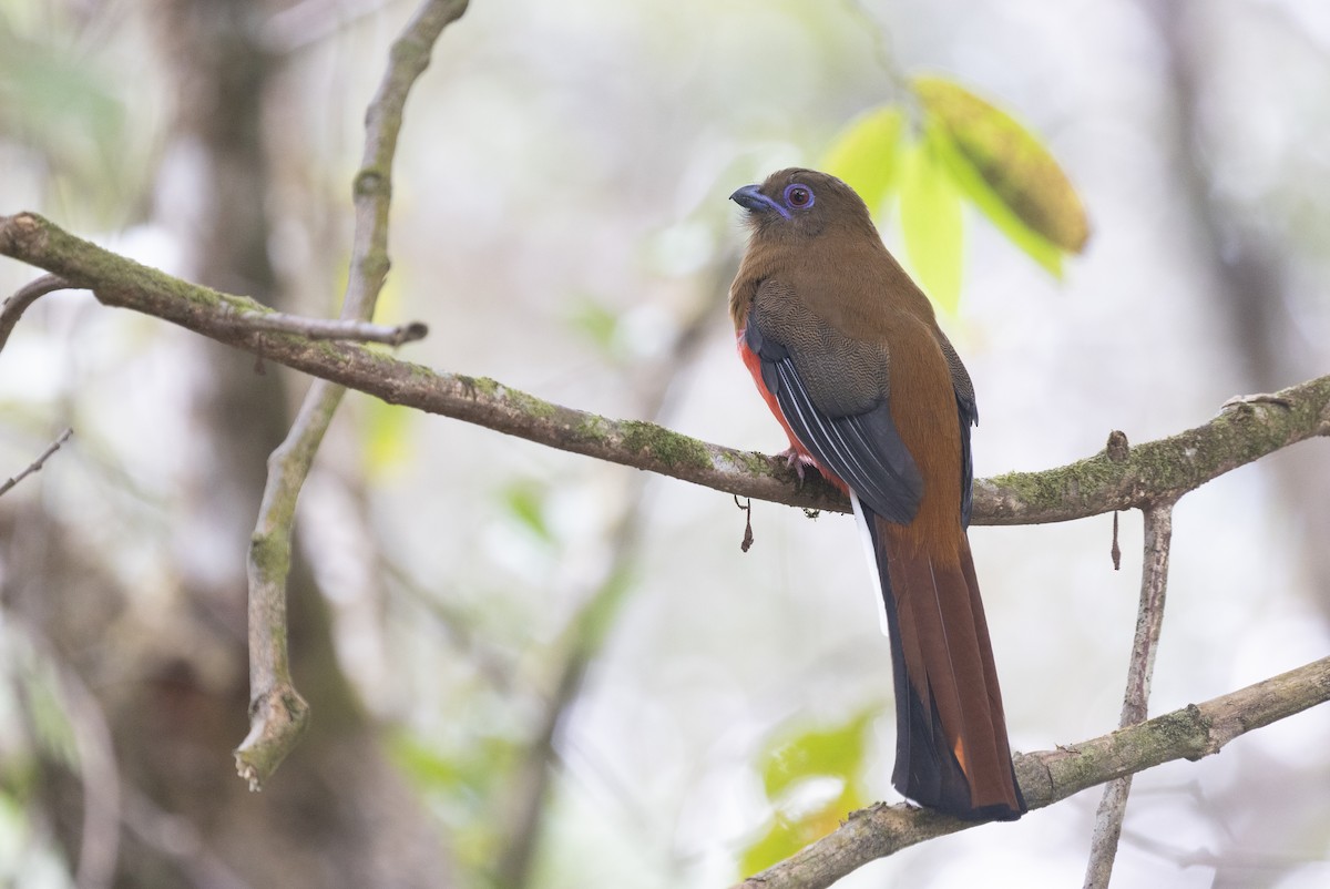 ズアカキヌバネドリ - ML646634141