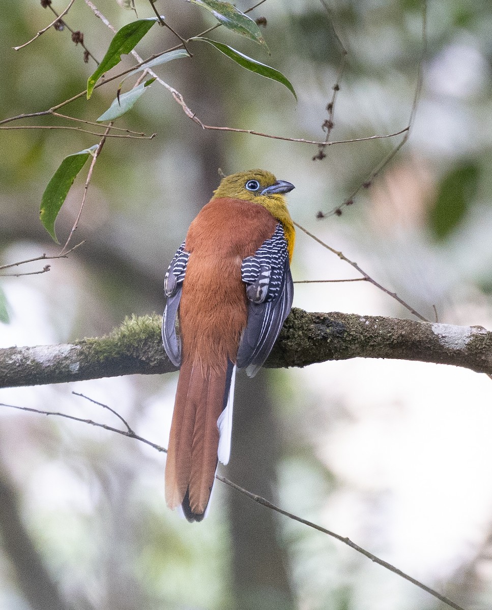 ヤマキヌバネドリ - ML646634142