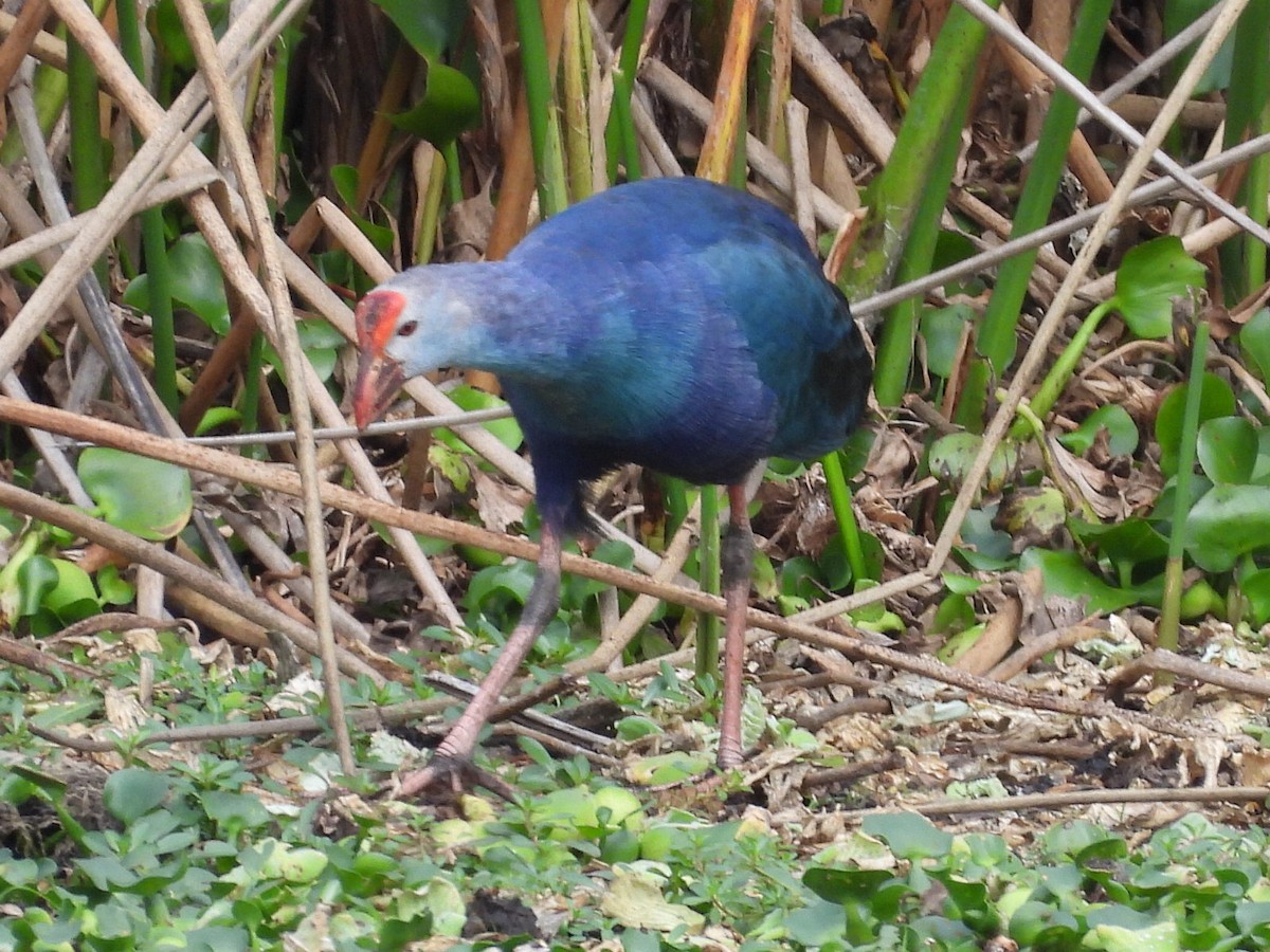Gray-headed Swamphen - ML646634143