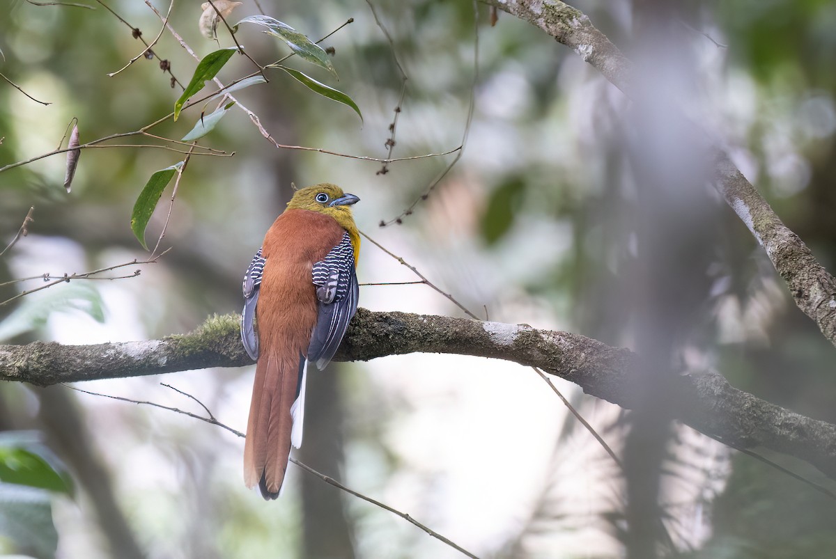 ヤマキヌバネドリ - ML646634144