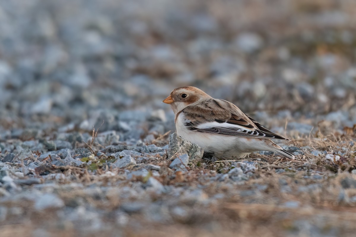 Snow Bunting - ML646634149