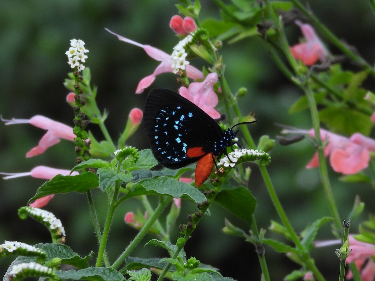 Animals - ML646634150