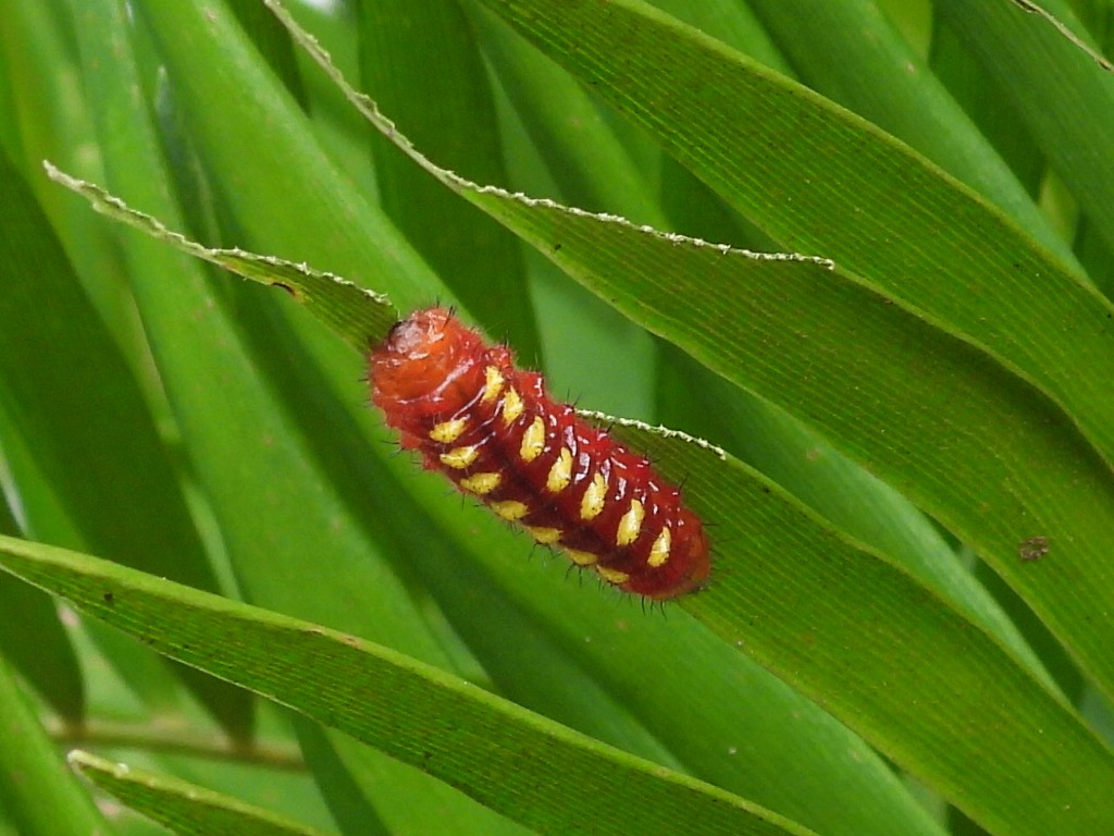 Animals - ML646634152