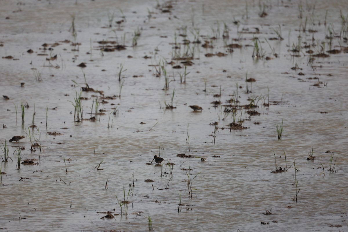 Bekassine - ML646634155