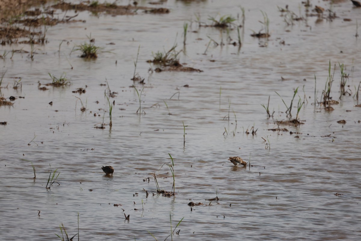 Bekassine - ML646634157