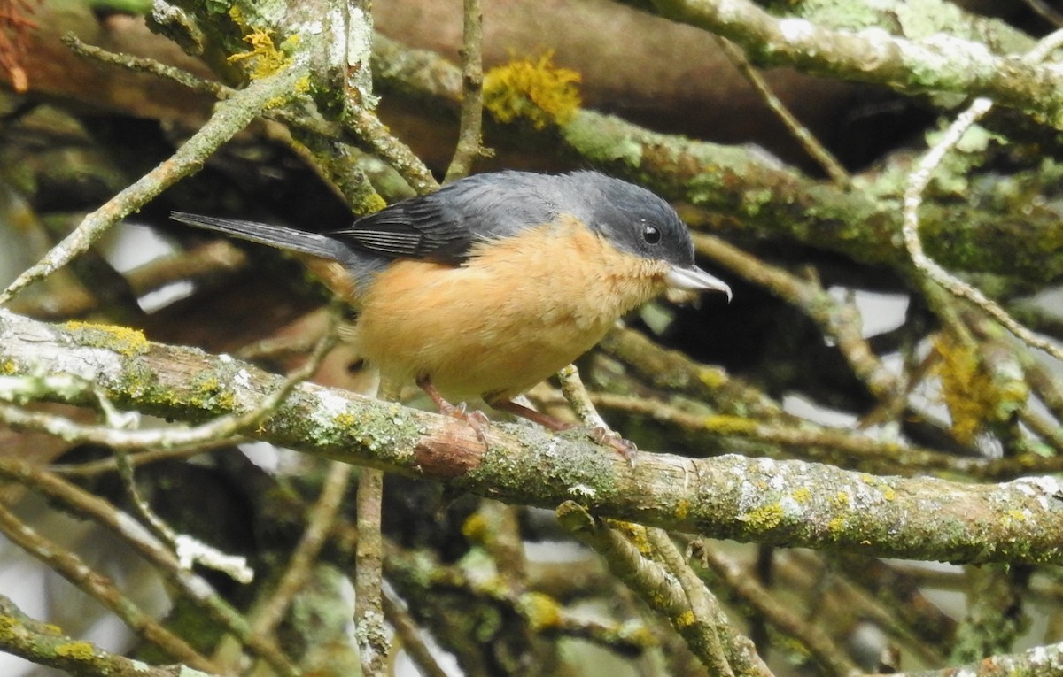 Percefleur rouilleux - ML646634159