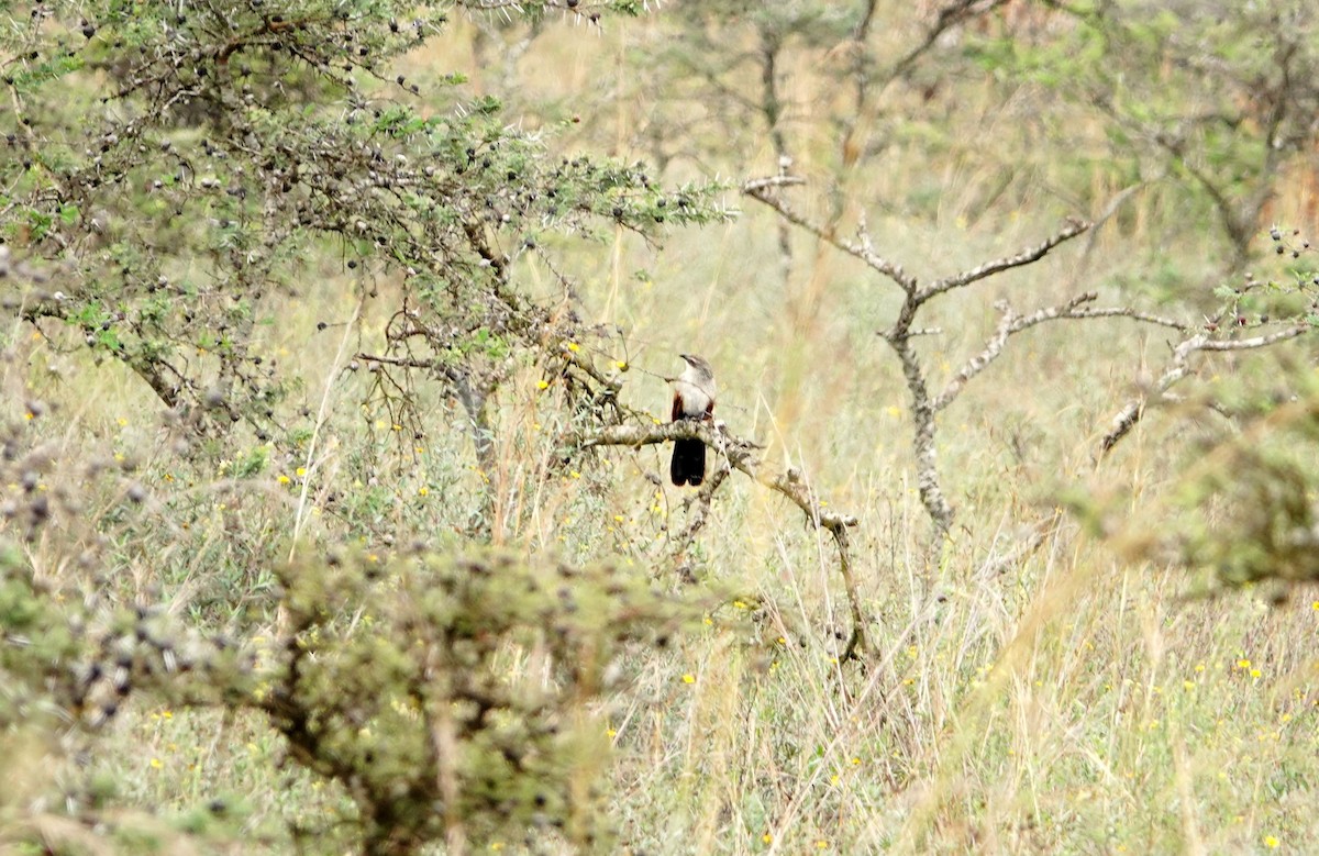 White-browed Coucal - ML646634160