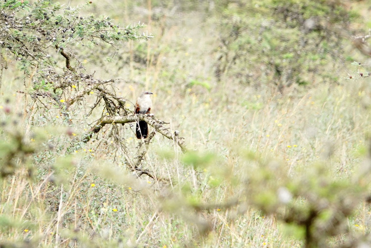White-browed Coucal - ML646634161