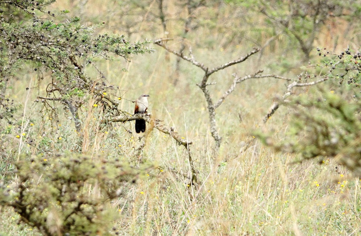 White-browed Coucal - ML646634162