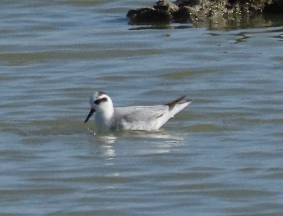 Red Phalarope - ML646634169