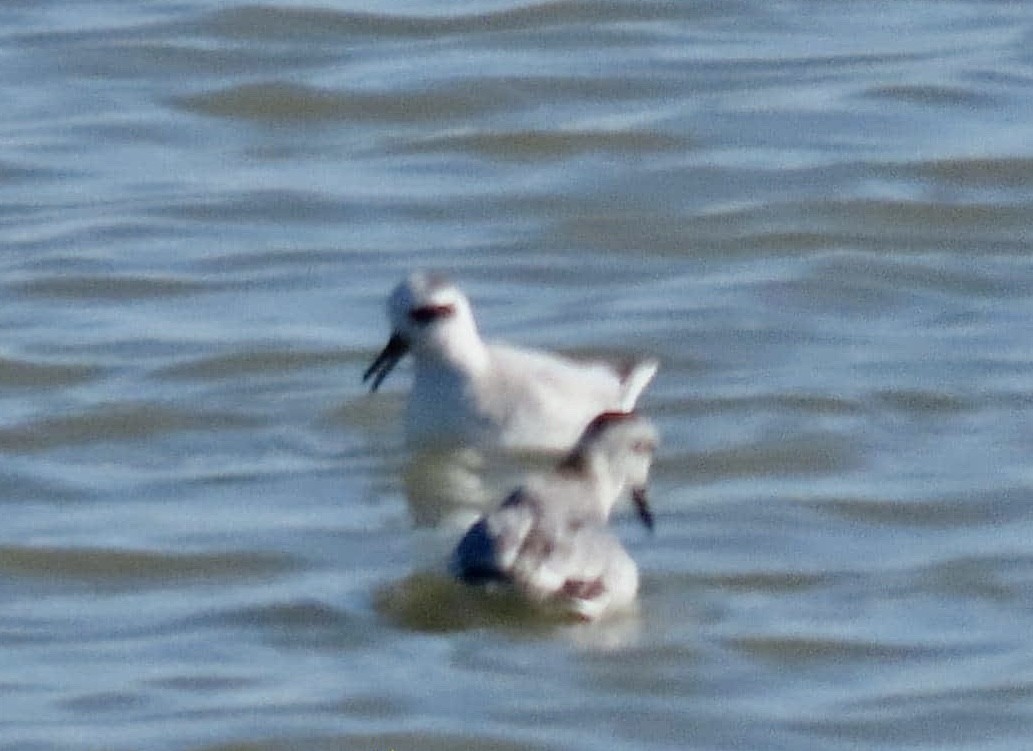 Red Phalarope - ML646634170