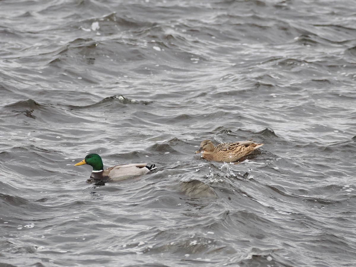 Mallard - ML646634171