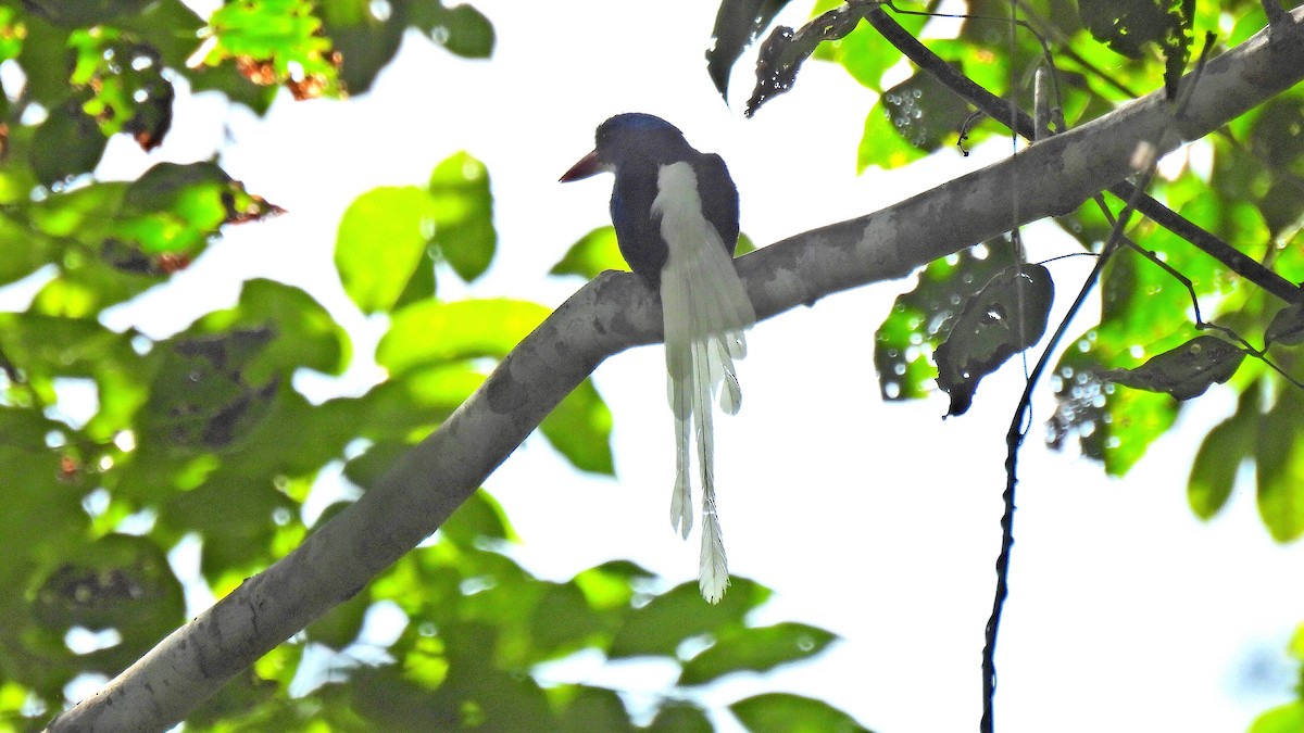 Kofiau Paradise-Kingfisher - ML646634172