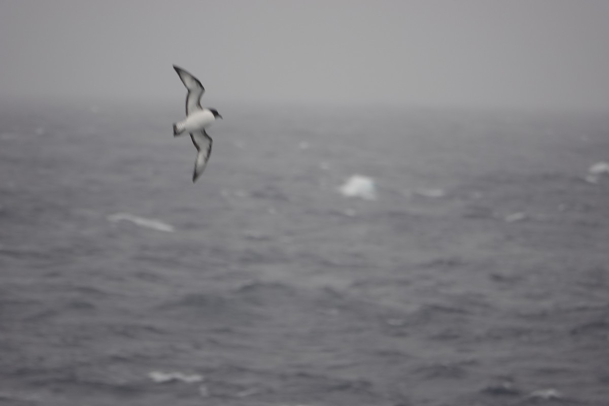 סערון הכף - ML646634176