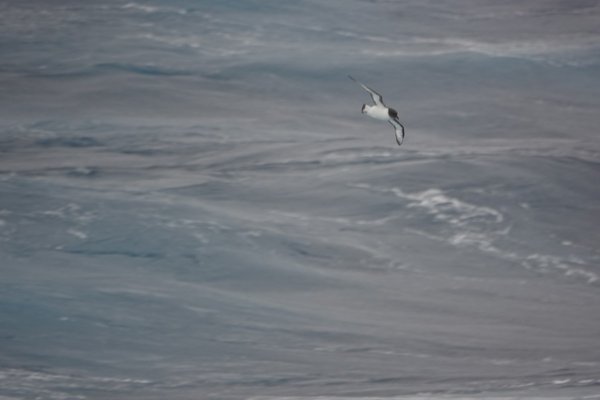 סערון הכף - ML646634177