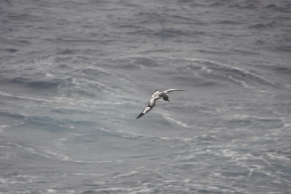 סערון הכף - ML646634178