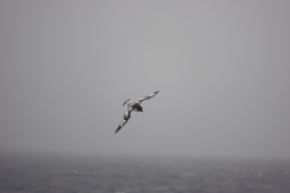 סערון הכף - ML646634179